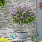 Budleja Dávidova (Buddleja Davidii) ´BUTTERFLY CANDY® LITTLE LILA´ - výška 40-50 cm, kont. C3L - NA KMIENKU